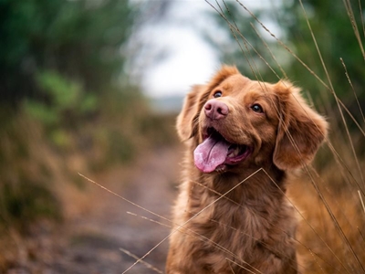 Walking your dog: Get back into the swing of things