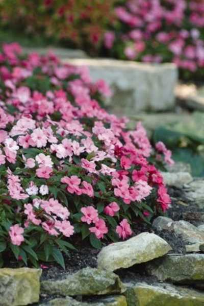 Gardening in January