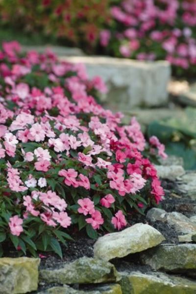Gardening in January