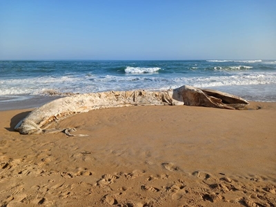  Whale carcass at Kleinkrantz
