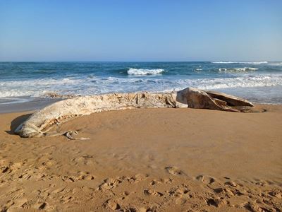  Whale carcass at Kleinkrantz