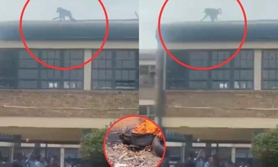 Baboon beaten and burnt to death by school children