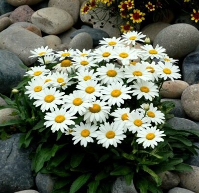 Enchant the garden with white flowers