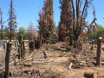 Kerk bring nuwe lewe na vervalle begraafplaas