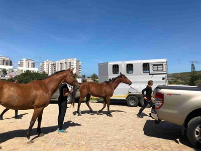 Horse patrols a big success