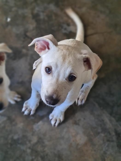 Adoptions at the SPCA