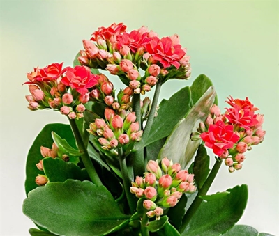 Indoor plants that are impossible to kill