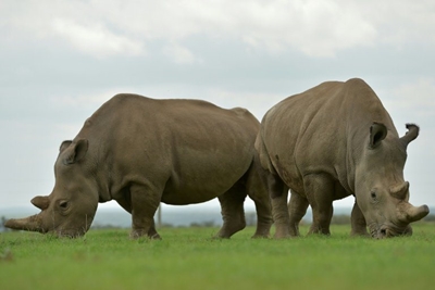 Pregnancy of southern white rhino could save subspecies