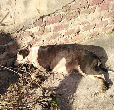 Honde val beeste aan