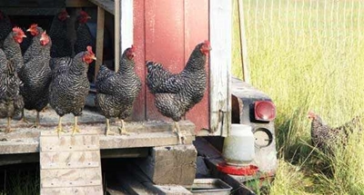 Chicken housing – get the basics right!