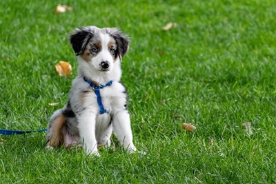 How much exercise is appropriate for my young puppy?