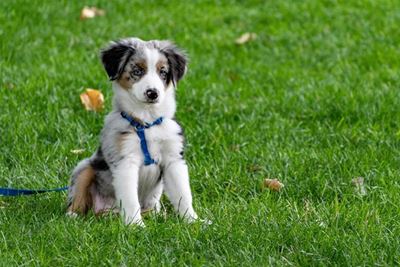 How much exercise is appropriate for my young puppy?