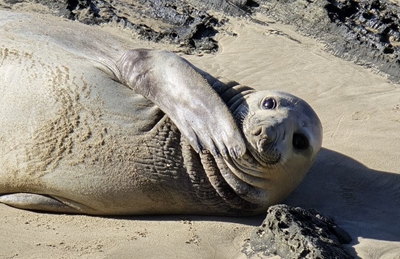 Familiar flipper returns: Columbo the elephant seal chills out at Vic Bay  