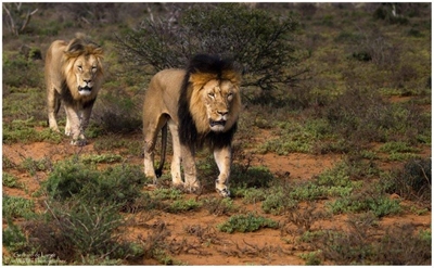 Sylvester is alive and well at Kuzuko Lodge