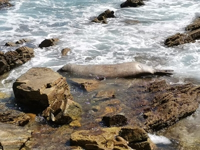 Seal stranded at Victoria Bay
