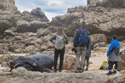 Two whales wash up in Plett