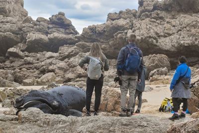 Two whales wash up in Plett