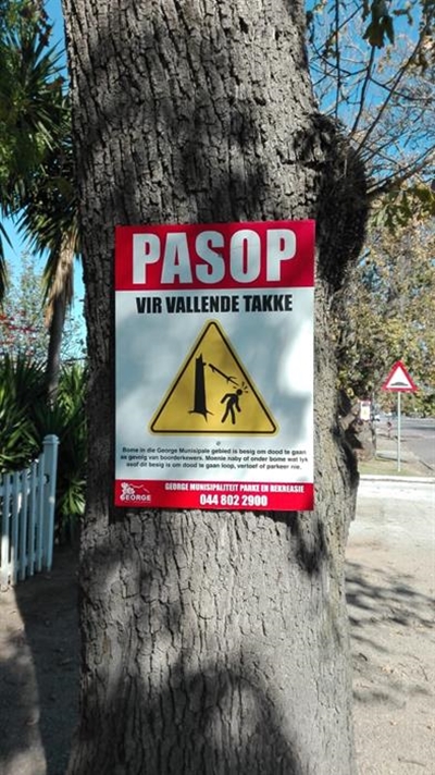 Borer beetles a danger to trees