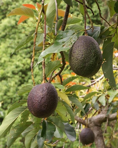 The invasive beetle is now threatening our urban forest