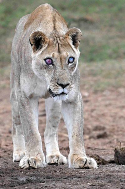 Legendariese blinde leeuwyfie Josie groet ná merkwaardige lewe in Addo