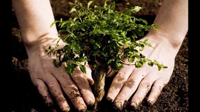 Gardening tips for growing trees