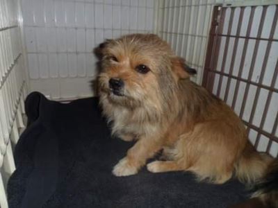 Verdwaalde honde soek eienaars