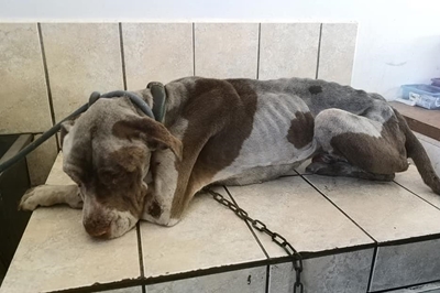 No rest for SPCA as animal cruelty continues during lockdown