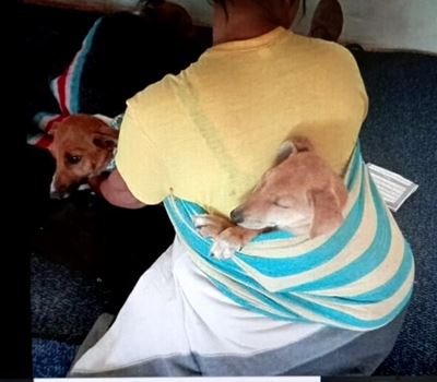 Distemper outbreak wreaks havoc in Hofmeyr