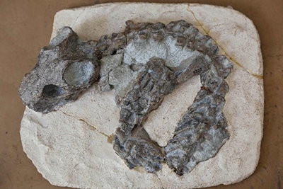The fossils of Graaff-Reinet