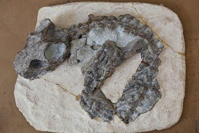 The fossils of Graaff-Reinet