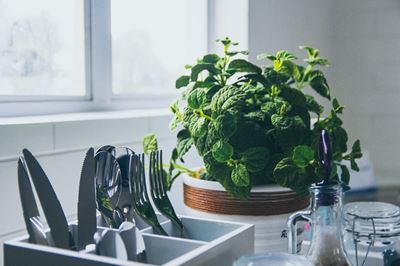 Life hacks for healthy houseplants