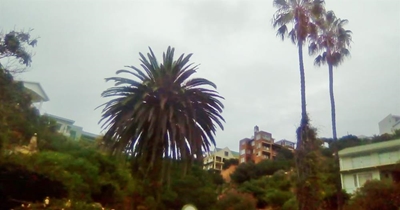 Ikoniese palm na 60 jaar afgekap
