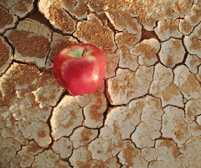 The Silent Crisis – Food Insecurity  