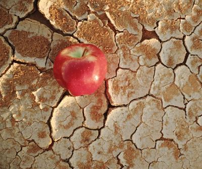 The Silent Crisis – Food Insecurity  