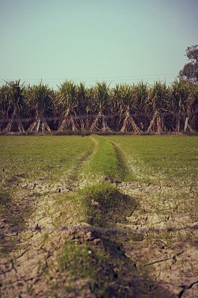 Sugar masterplan brings hope to cane growers