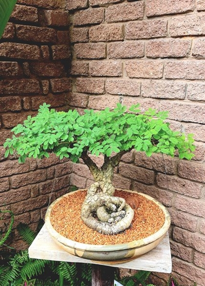 'Trees will be my legacy'