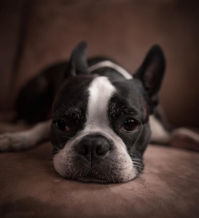 Worst time for neglected animals – SPCA