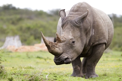 Rhino horn stolen from game lodge