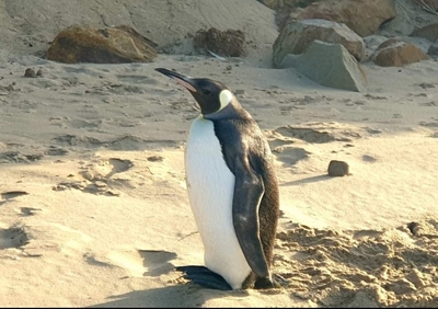 King penguin dies