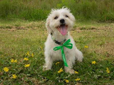 Innovative initiative barks up the right tree