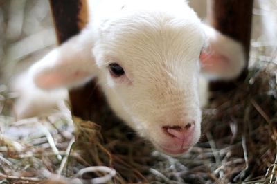 Ekurhuleni to auction excess livestock