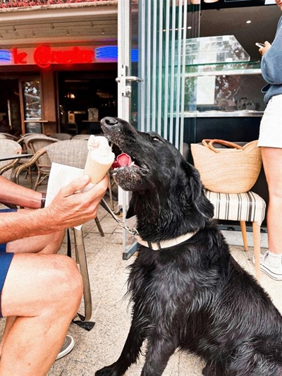 New policy for dogs in restaurants