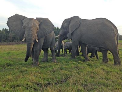 Elephant family extended