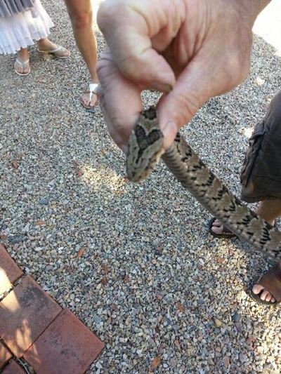 Update: Night adder bites toddler