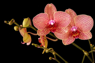 5 low maintenance plants you should grow in your bathroom