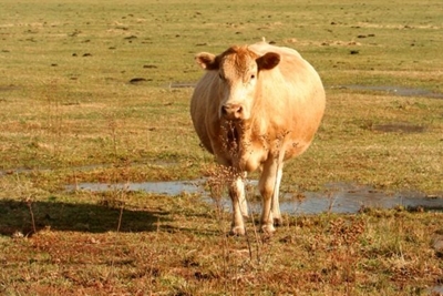 DA condemns disturbing attack on livestock on KZN farm