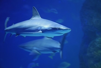 SA invention looks to save sharks