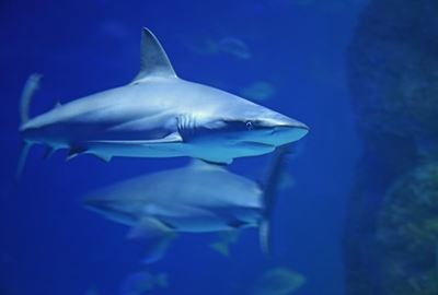 SA invention looks to save sharks