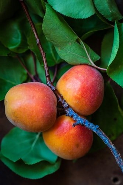 Big fall in SA mango harvest due to drought
