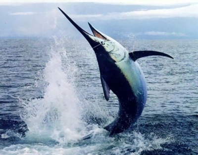 Massive marlin sinks Filipino fishing boat